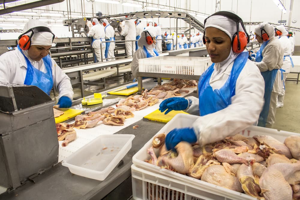 Industrial poultry facility with conveyor systems and trained staff