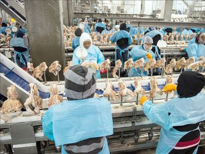 Frozen Pork wholesale export from Brazil