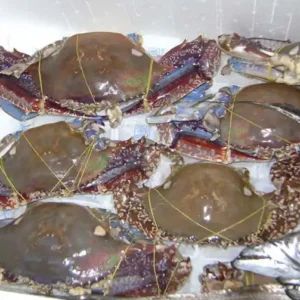 Frozen-Crabs